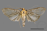 ǦW:Tyspanodes hypsalis