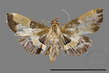 ǦW:Pyralinae sp.