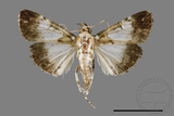 ǦW:Teliphasa albifusa