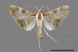 ǦW:Glyphodes itysalis