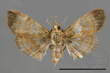 ǦW:Pyralinae sp.