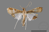 ǦW:Maruca vitrata