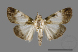 ǦW:Teliphasa albifusa