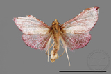 ǦW:Pyralinae sp.