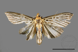 ǦW:Tyspanodes hypsalis