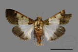 ǦW:Teliphasa albifusa