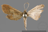 ǦW:Hydriris ornatalis