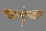 ǦW:Hydriris ornatalis