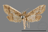 ǦW:Hydriris ornatalis