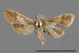 ǦW:Hydriris ornatalis