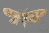 ǦW:Hydriris ornatalis