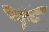 ǦW:Hydriris ornatalis