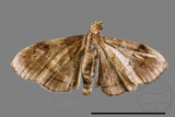 ǦW:Callibotys carapina