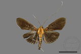 ǦW:Filodes fulvidorsalis