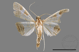 ǦW:Glyphodes itysalis