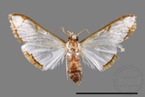 ǦW:Cirrhochrista spinuella