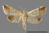 ǦW:Hydriris ornatalis