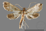 ǦW:Hydriris ornatalis