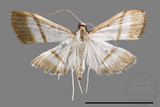 ǦW:Bradina diagonalis