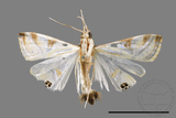 ǦW:Talanga sexpunctalis