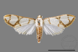 ǦW:Cirrhochrista fuscusa