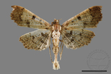 ǦW:Ceratarcha umbrosa