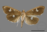 ǦW:Pleuroptya quadrimaculalis