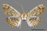 ǦW:Haritalodes derogatus