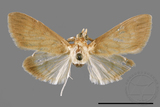 ئW:ŲwCrambidae