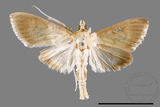 ئW:ŲwCrambidae