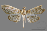 ǦW:Haritalodes derogatus