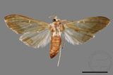 ǦW:Cirrhochrista spissalis