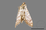 ǦW:Haritalodes derogatus