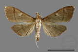 ǦW:Callibotys carapina