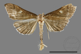 ǦW:Callibotys carapina