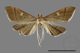 ǦW:Callibotys carapina