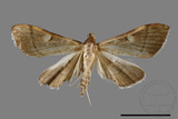 ǦW:Callibotys carapina