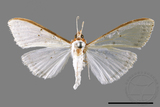 ئW:ŲwCrambidae