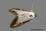 ئW:ŲwCrambidae