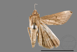 ئW:ŲwCrambidae