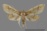 ǦW:Hydriris ornatalis