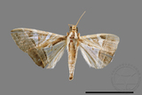 ǦW:Glyphodes itysalis