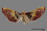 ǦW:Pyralinae sp.