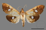 ǦW:Nosophora semitritalis