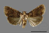 ǦW:Orthaga oliyacea