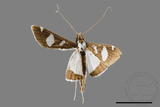 ǦW:Glyphodes actorionalis