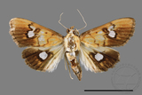 ǦW:Nosophora semitritalis