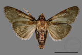 ǦW:Locastra muscosalis