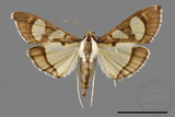 ǦW:Glyphodes chilka