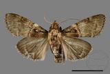 ǦW:Locastra muscosalis